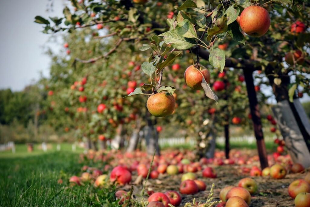 Macieiras carregadas de frutos, com maçãs também sobre o gramado do pomar.