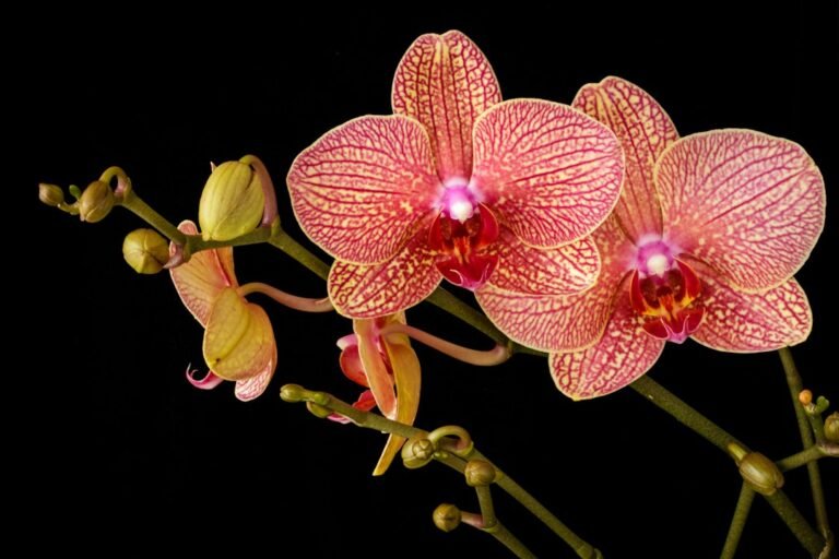 Orquídeas em flor. Imagem ilustrativa, não fotografada no evento de Caraguatatuba.