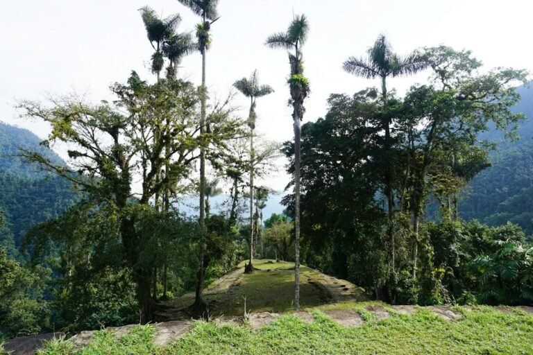 Terraços verdes e palmeiras na trilha de Teyuna–Cidade Perdida, na Colômbia