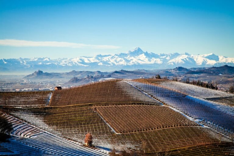 Vinhedos de Nebbiolo no Piemonte com montanhas nevadas ao fundo